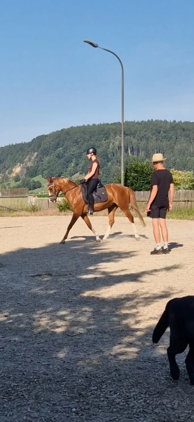 Reiten lernen im intensiven Einzelunterricht - bei uns am HauserHof oder bei euch zuhause