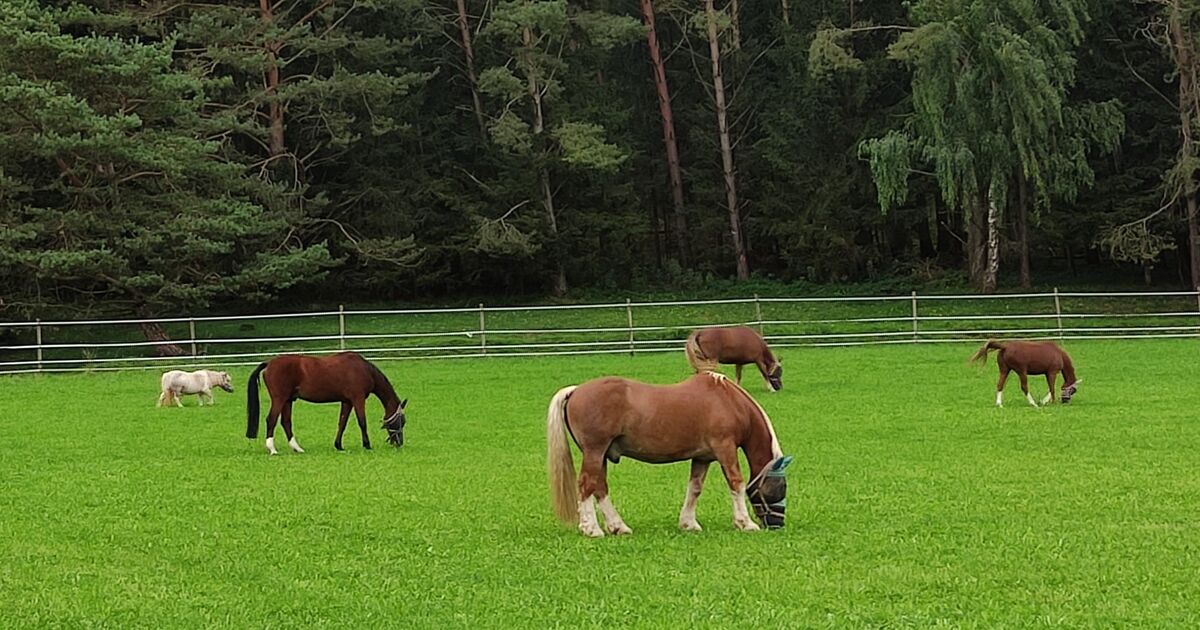 Der HauserHof in Ellenbrunn – Eine Leidenschaft für Pferde